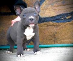 American bully Pocket