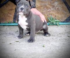 American bully Pocket