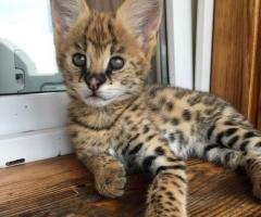 Котенца Оцелот и Савана с красив Каракал