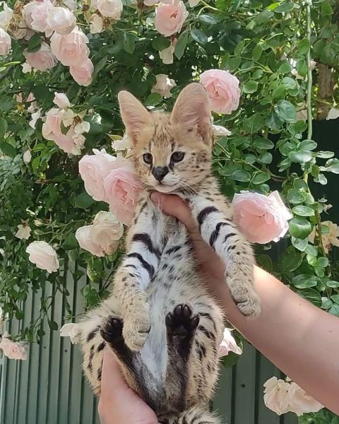 Котенца Оцелот и Савана с красив Каракал