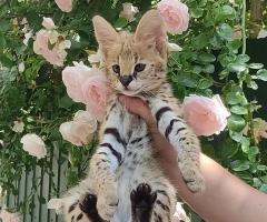 Котенца Оцелот и Савана с красив Каракал