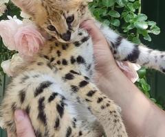 Котенца Оцелот и Савана с красив Каракал