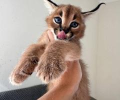 Котенца Оцелот и Савана с красив Каракал