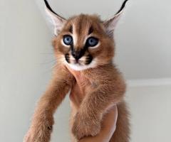 Котенца Оцелот и Савана с красив Каракал