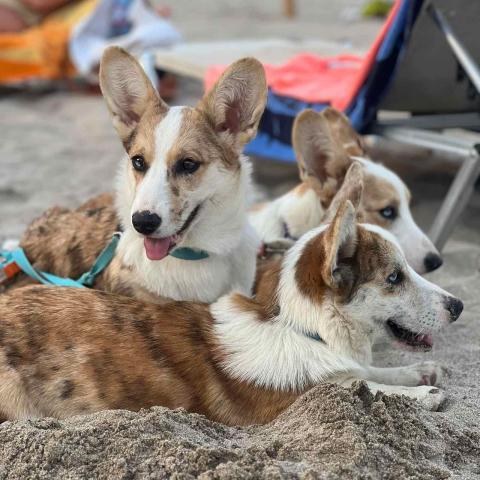 Куче Корги Cardigan Welsh Corgi