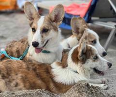 Куче Корги Cardigan Welsh Corgi