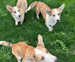 Куче Корги Cardigan Welsh Corgi