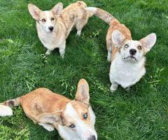 Куче Корги Cardigan Welsh Corgi