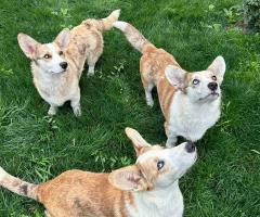 Куче Корги Cardigan Welsh Corgi