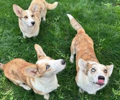 Куче Корги Cardigan Welsh Corgi