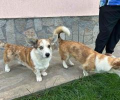 Куче Корги Cardigan Welsh Corgi