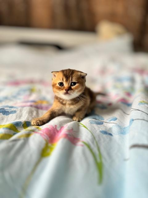 Продавам котенца Scottish Fold