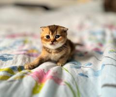 Продавам котенца Scottish Fold