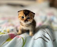 Продавам котенца Scottish Fold