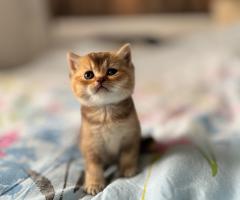 Продавам котенца Scottish Fold