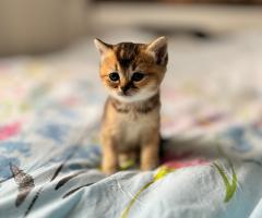 Продавам котенца Scottish Fold