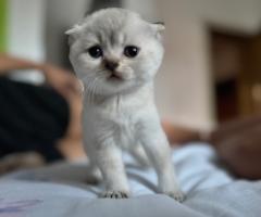 Продавам котенца Scottish Fold