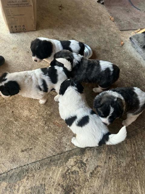 Малки каракачани