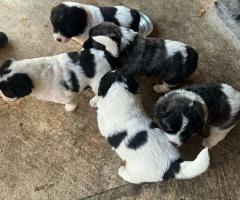 Малки каракачани