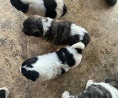 Малки каракачани