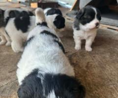 Малки каракачани