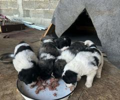 Малки каракачани