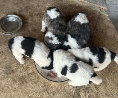 Малки каракачани