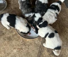 Малки каракачани