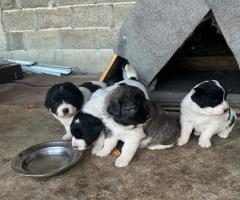 Малки каракачани