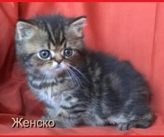 Шотландски женски котета