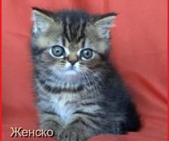 Шотландски женски котета