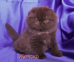 Шотландски женски котета