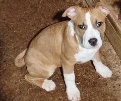 AmStaff FCI Pedigree