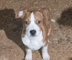 AmStaff FCI Pedigree