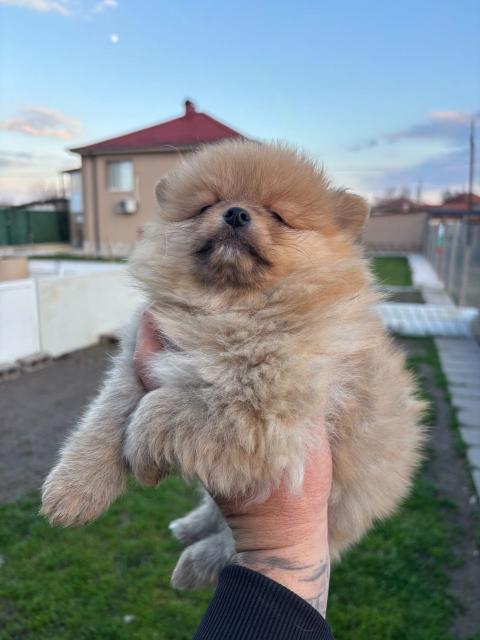 Сладки момчета и една прекрасна принцеса