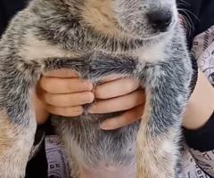 Австралийски кетъл дог/Australian Cattle Dog Кученца