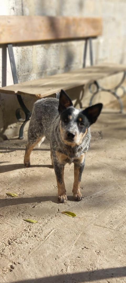 Australian cattle dog