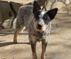 Australian cattle dog