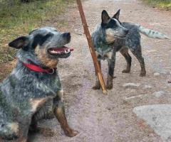 Australian cattle dog