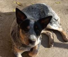 Australian cattle dog