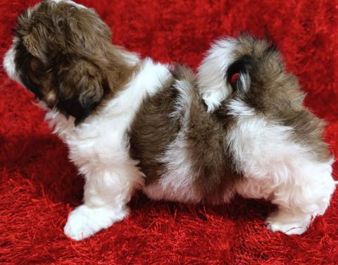 Ши Тцу бебета/SHIH TZU