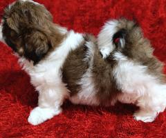 Ши Тцу бебета/SHIH TZU