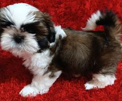 Ши Тцу бебета/SHIH TZU