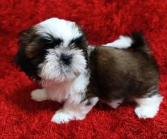 Ши Тцу бебета/SHIH TZU