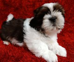 Ши Тцу бебета/SHIH TZU