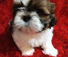 Ши Тцу бебета/SHIH TZU