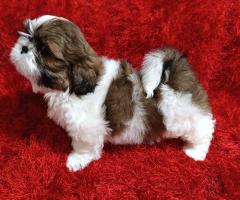 Ши Тцу бебета/SHIH TZU