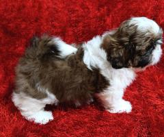 Ши Тцу бебета/SHIH TZU
