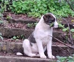 Фродо търси дом