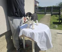 Алабай Средноазиатска овчарка Кученца